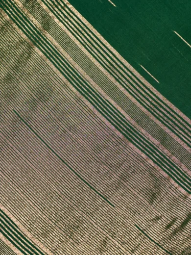 Dola Silk Saree Dark Green